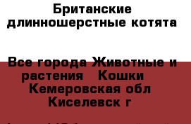 Британские длинношерстные котята - Все города Животные и растения » Кошки   . Кемеровская обл.,Киселевск г.